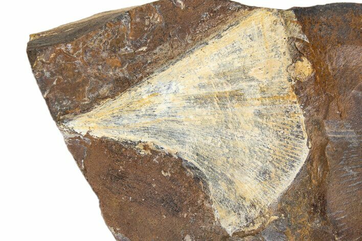 Fossil Ginkgo Leaf From North Dakota - Paleocene #269475